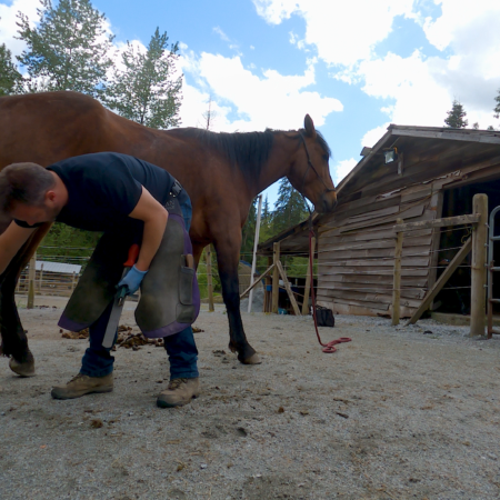 In Person Or Remote Training For Hoof Trimming